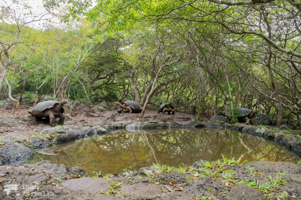 12-9-galapagos-san-cristobal-giant-tortoises