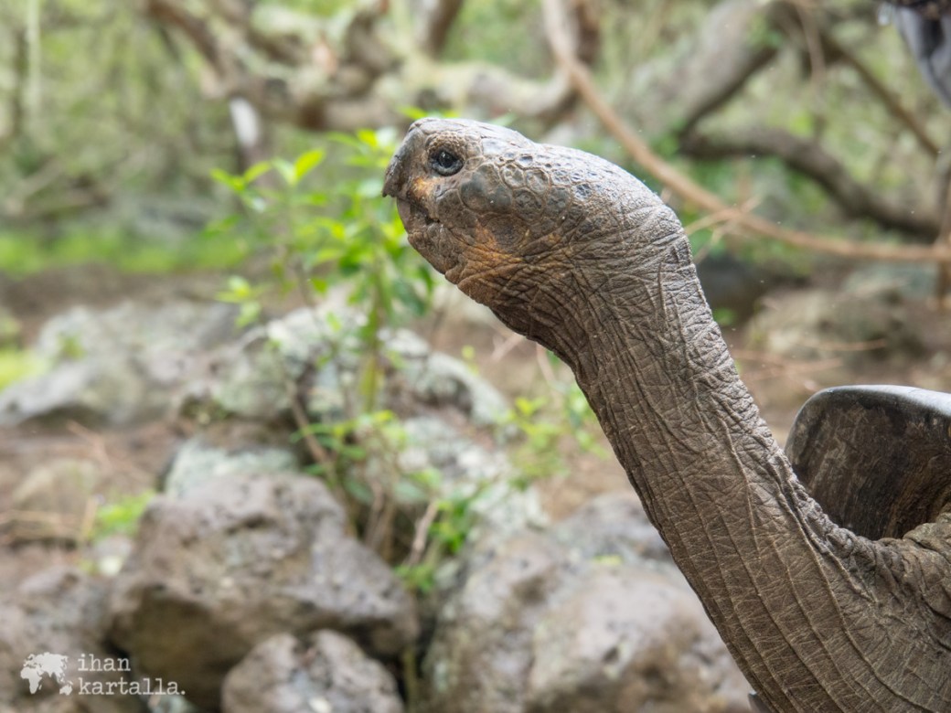 12-9-galapagos-san-cristobal-giant-turtle