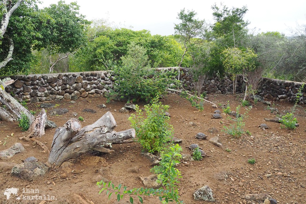 12-9-galapagos-san-cristobal-young-tortoises
