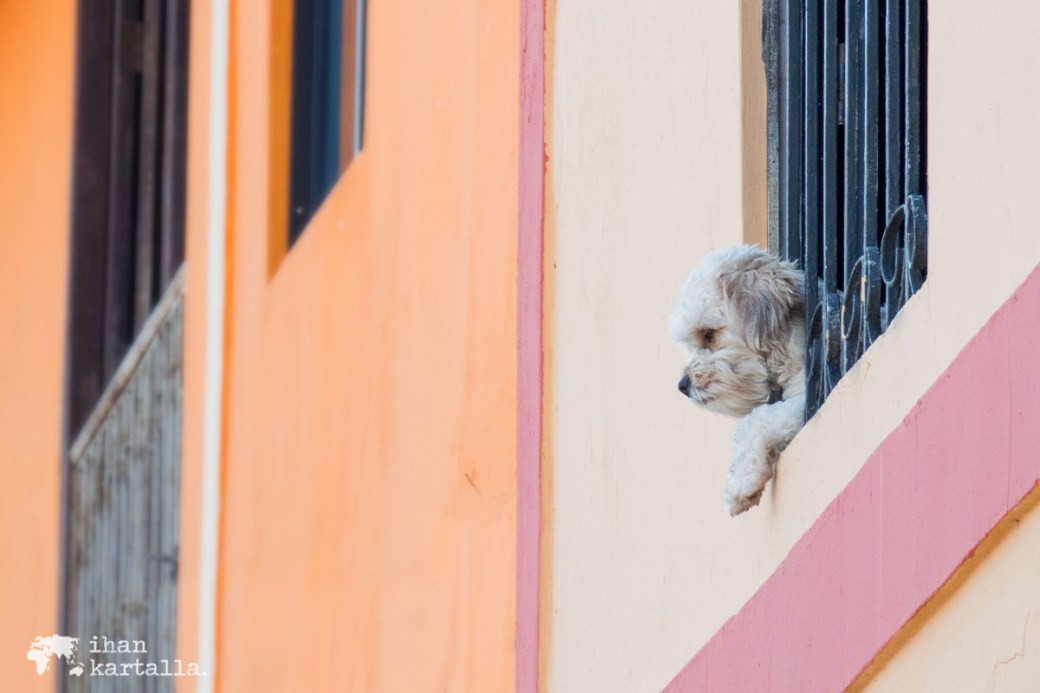 13-9-ecuador-guayaquil-cerro-santa-ana-dog