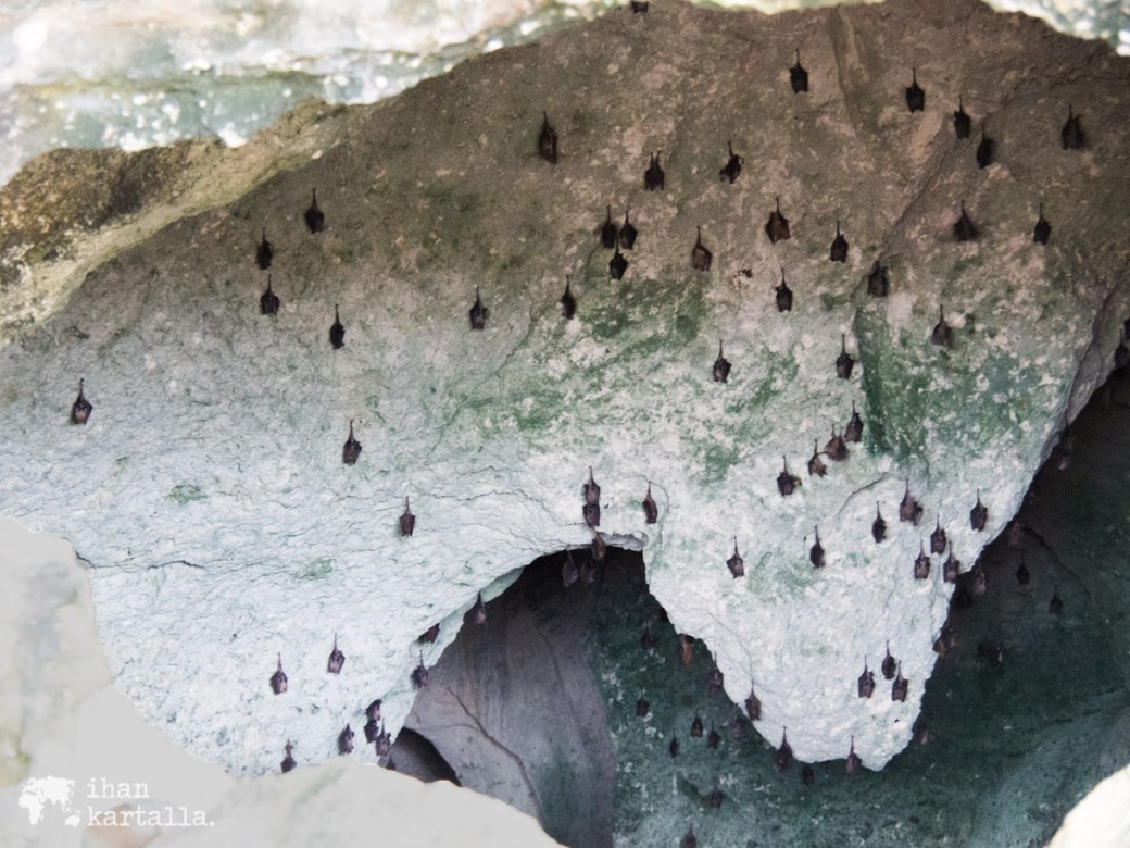 2-9-bahama-nassau-lepakot