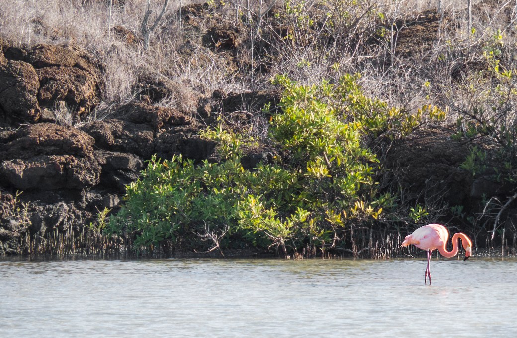 galapagossaaret flamingo