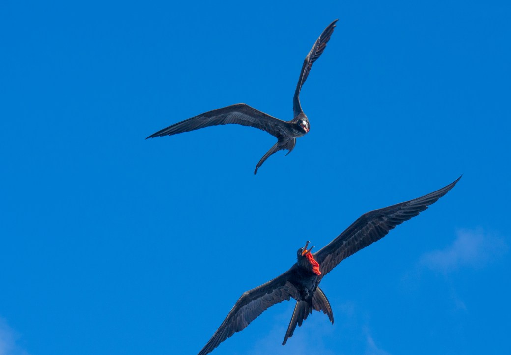 galapagossaaret fregattilintu frigatebird