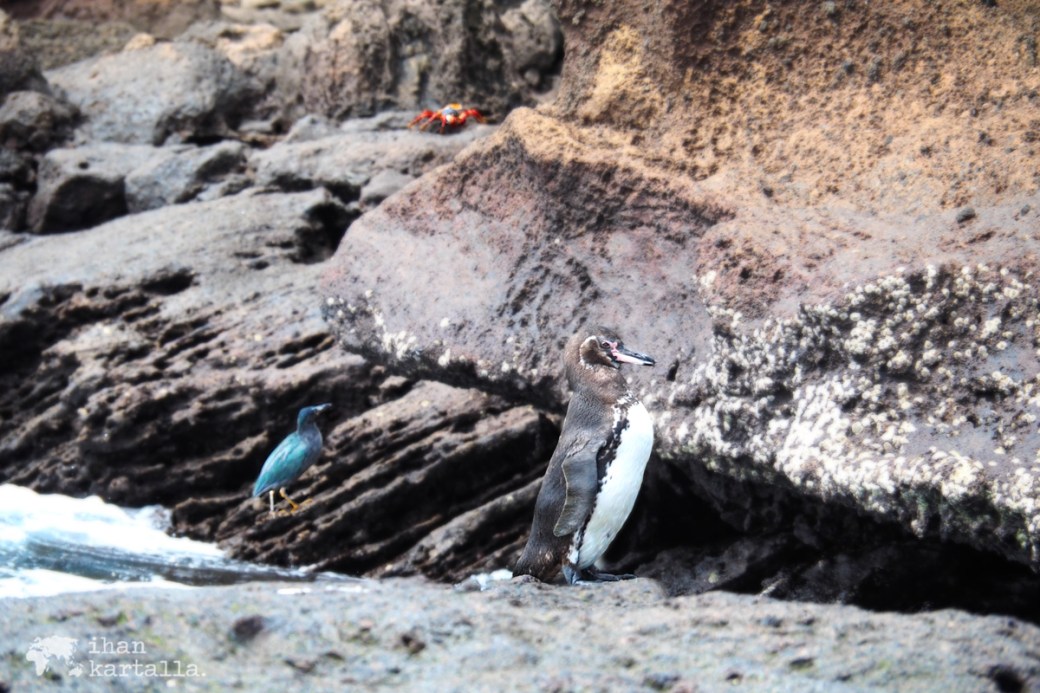 9-9-galapagos-bartolome-penguin-and-friends2