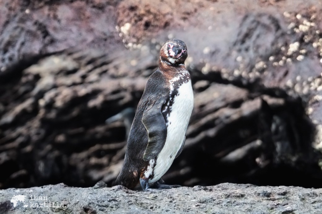 9-9-galapagos-bartolome-penguin