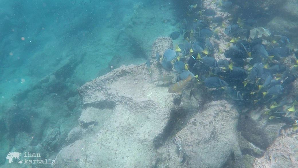 9-9-galapagos-bartolome-snorkeling