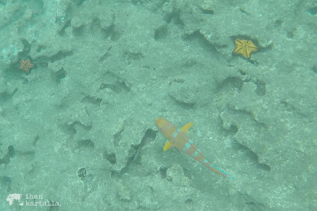 9-9-galapagos-bartolome-snorkeling2