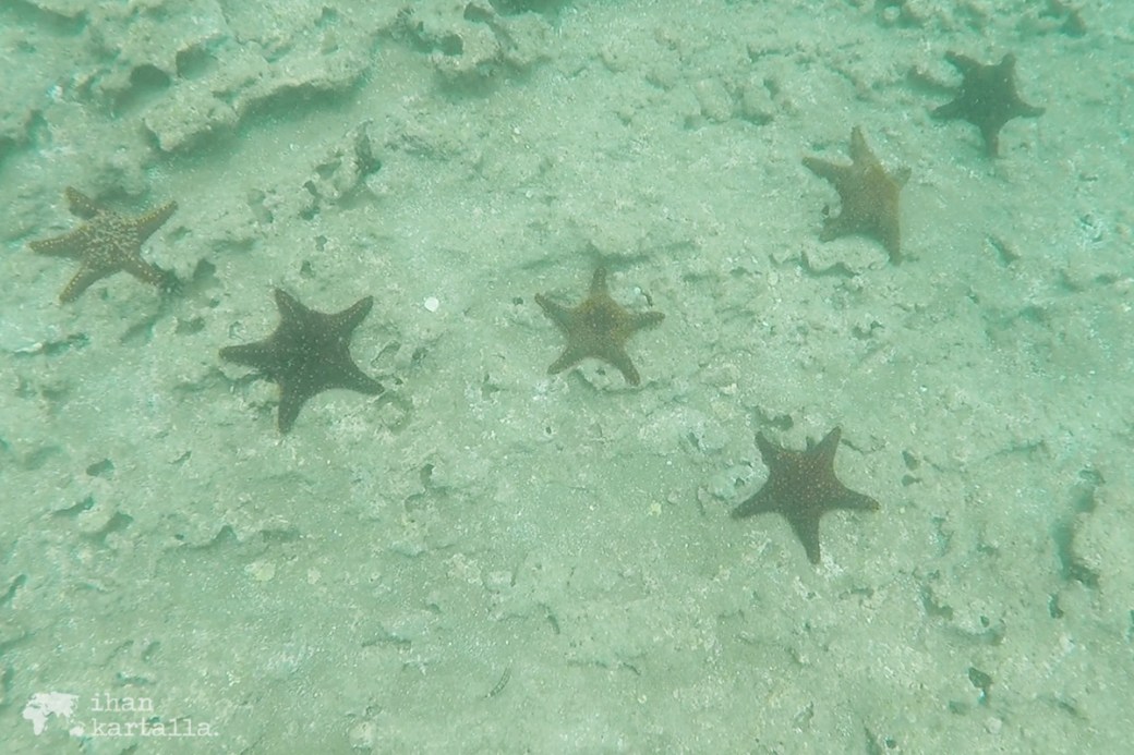 9-9-galapagos-bartolome-snorkeling3