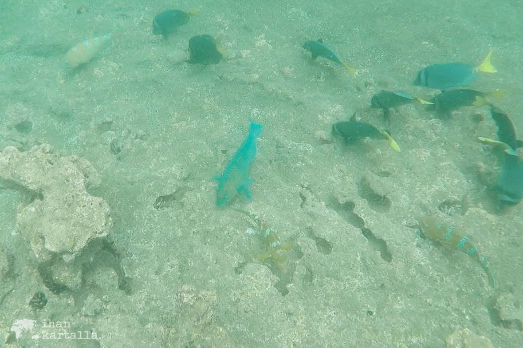 9-9-galapagos-bartolome-snorkeling4