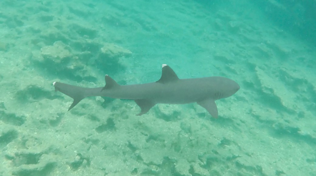 9-9 galapagos bartolome whitetip reef shark