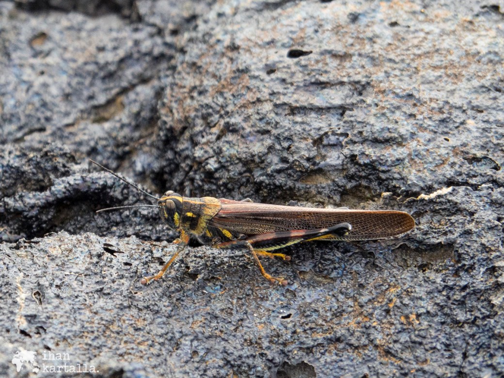 9-9-galapagos-santiago-grasshopper