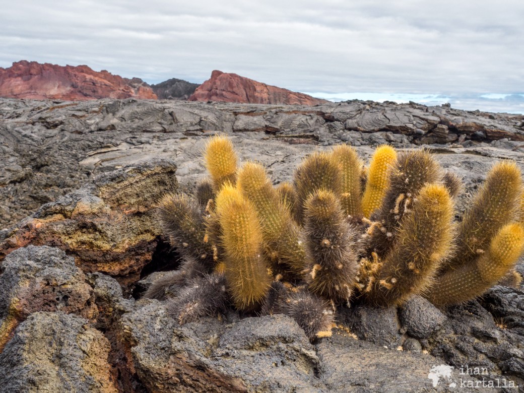 9-9-galapagos-santiago-lava-cactus