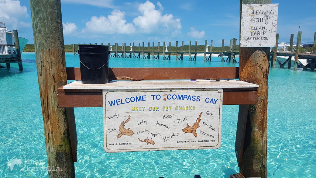 4-9-bahama-compass-cay-nurse-sharks
