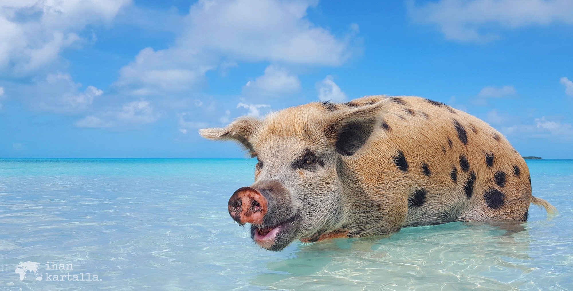 bahama exuma uivat possut swimming pigs