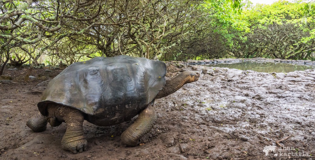 12-9-galapagos-giant-tortoise-banneri