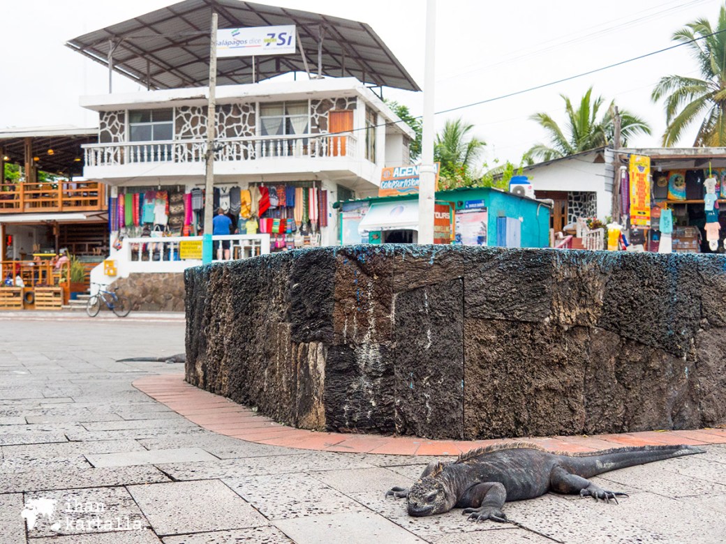 6-9-galapagos-puerto-ayora-iguana