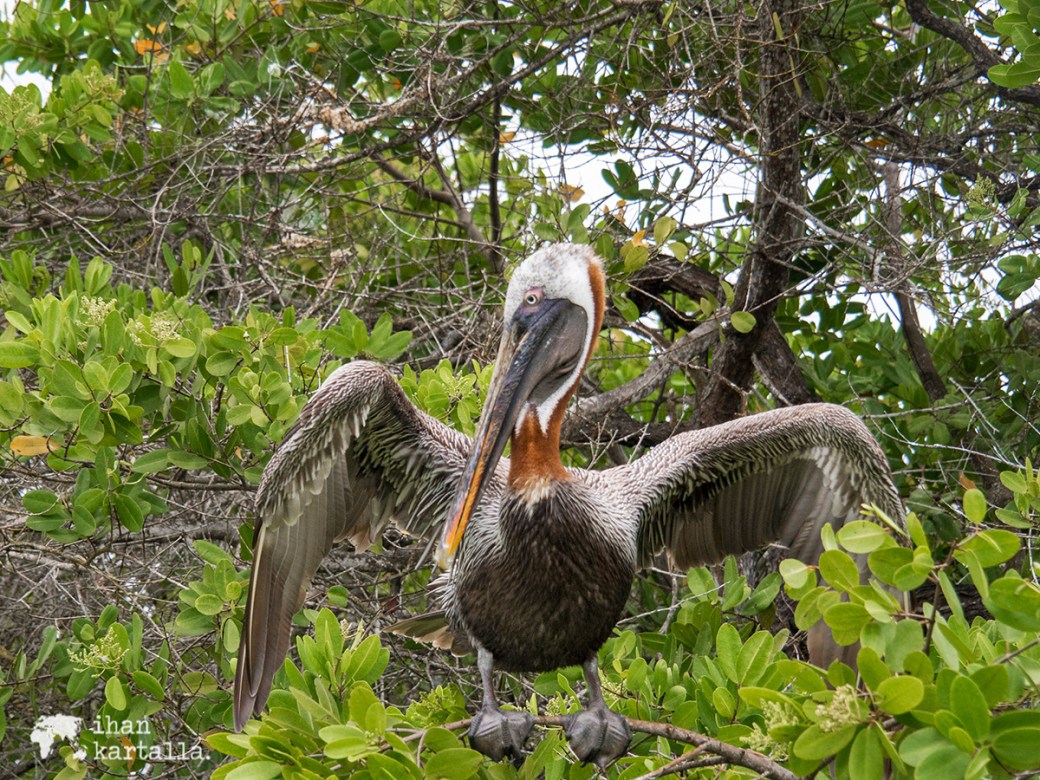6-9-galapagos-puerto-ayora-pelican