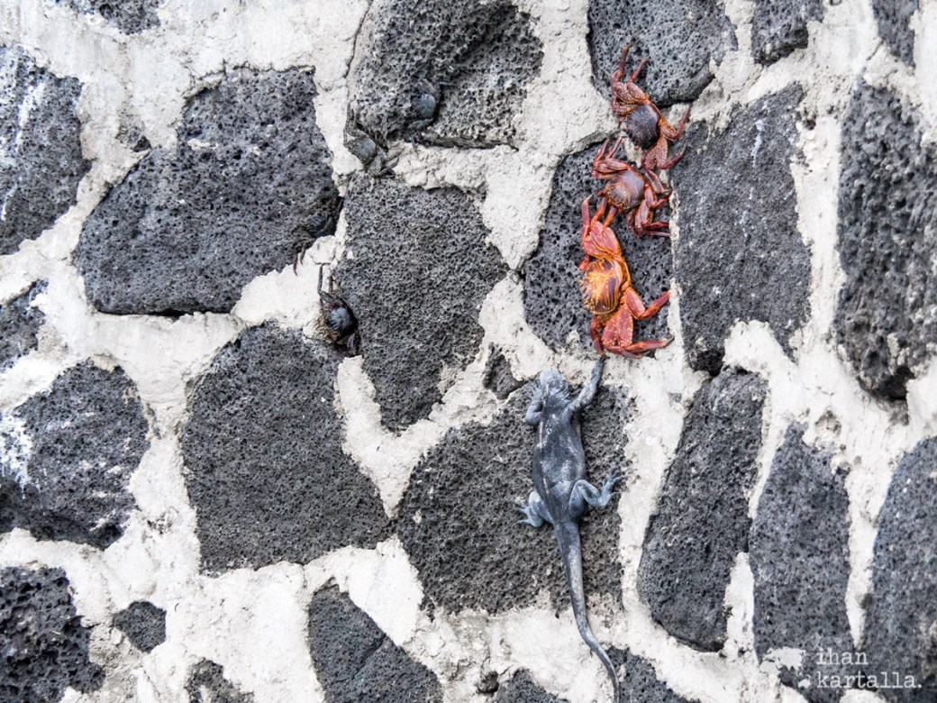 6-9-galapagos-puerto-ayora-sally-lightfoot