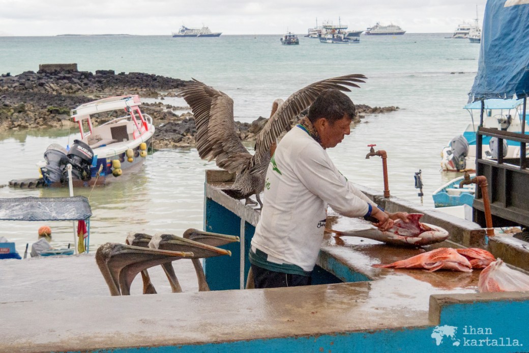 6-9-galapagos-puerto-ayora-satama