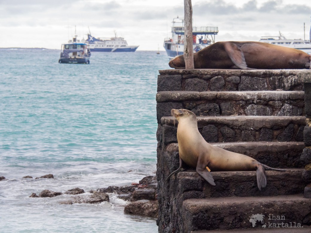 6-9-galapagos-puerto-ayora-sealions