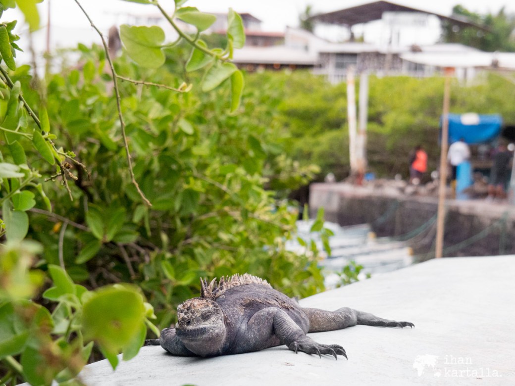 6-9-galapagos-puerto-ayora-waterfront