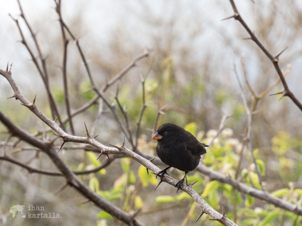 7-9-galapagos-black-finch-tortuga-bay
