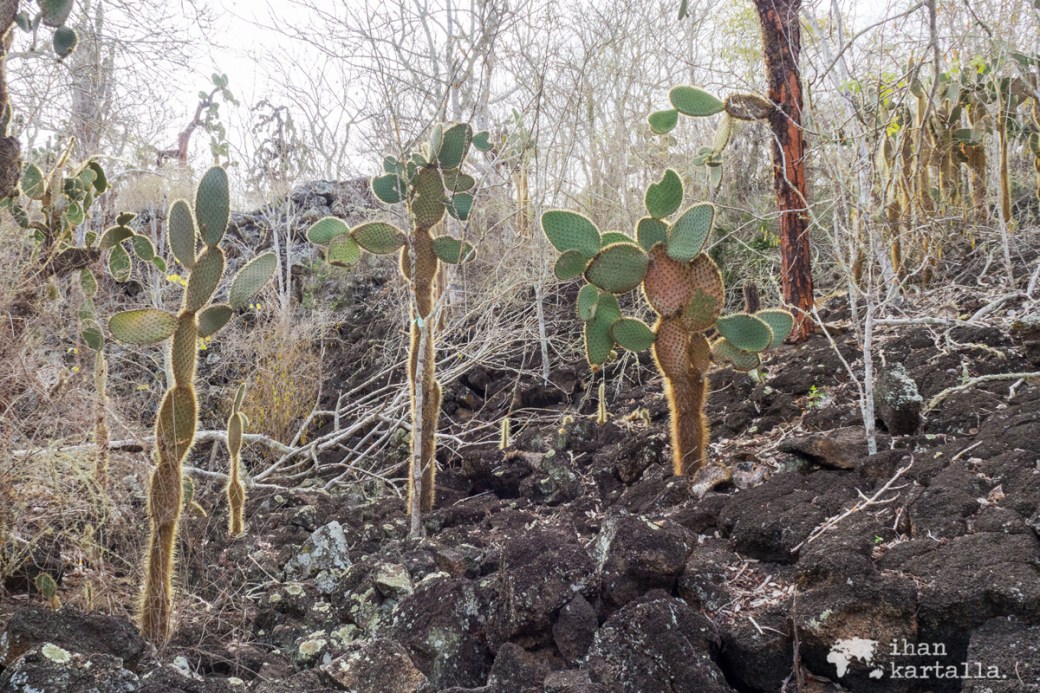 7-9-galapagos-cactus-tortuga-bay