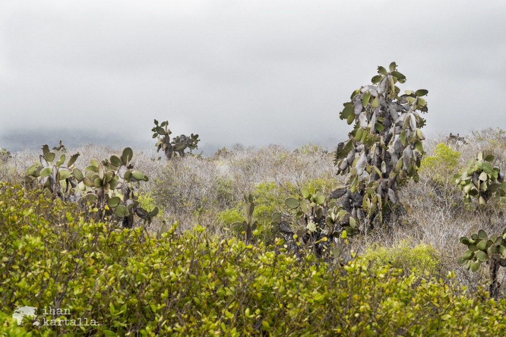 7-9-galapagos-cactuses2-tortuga-bay