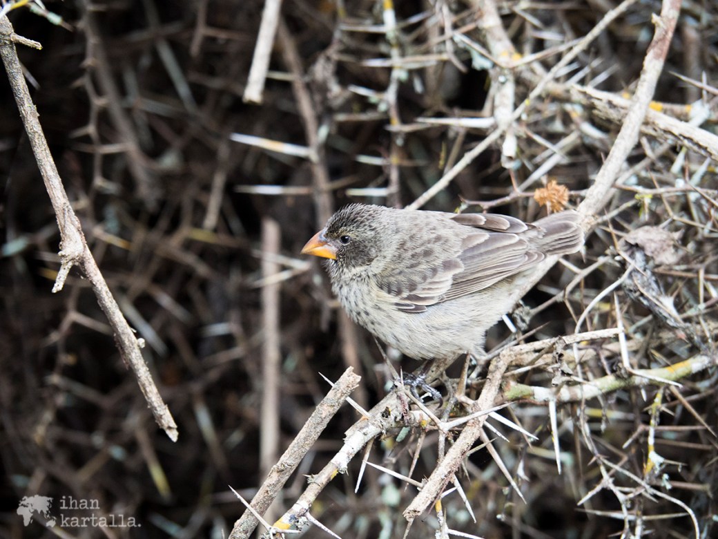 7-9-galapagos-finch-tortuga-bay