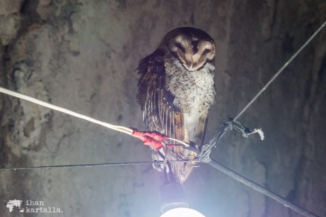 7-9-galapagos-lava-tunnels-owl