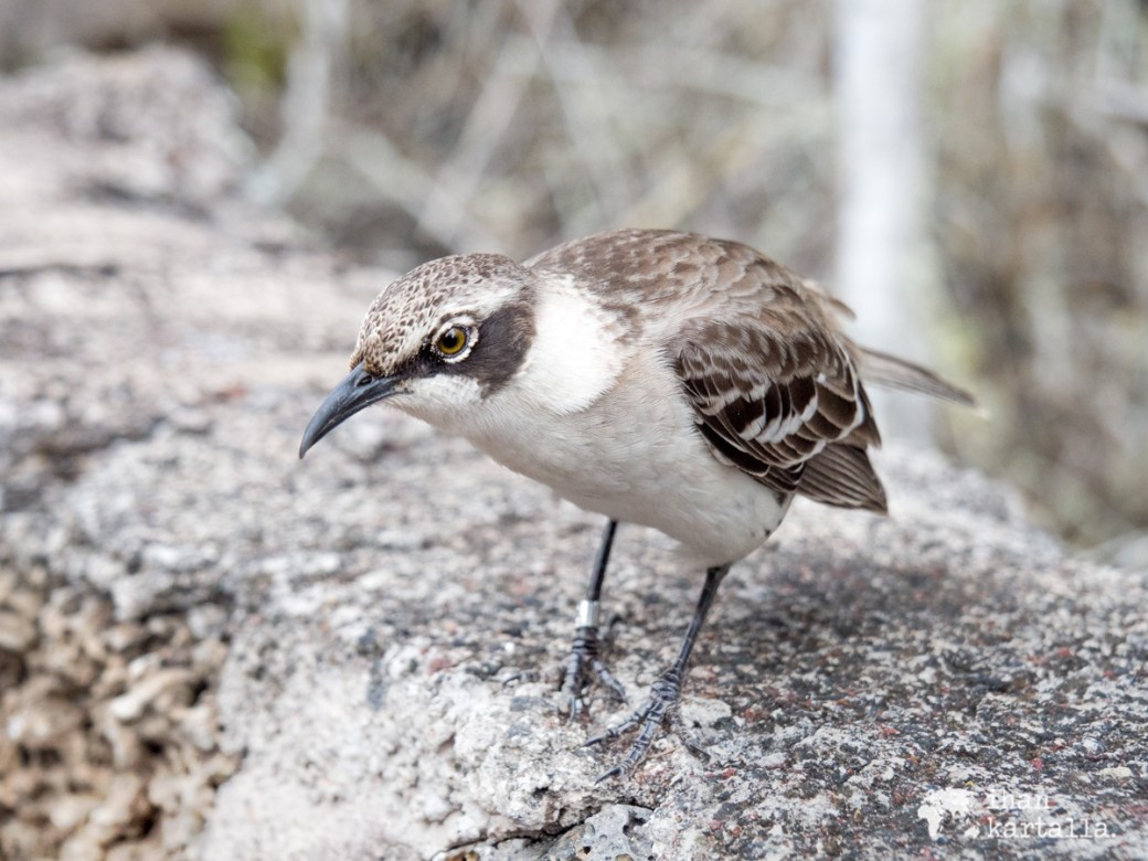 7-9-galapagos-mockingbord-tortuga-bay