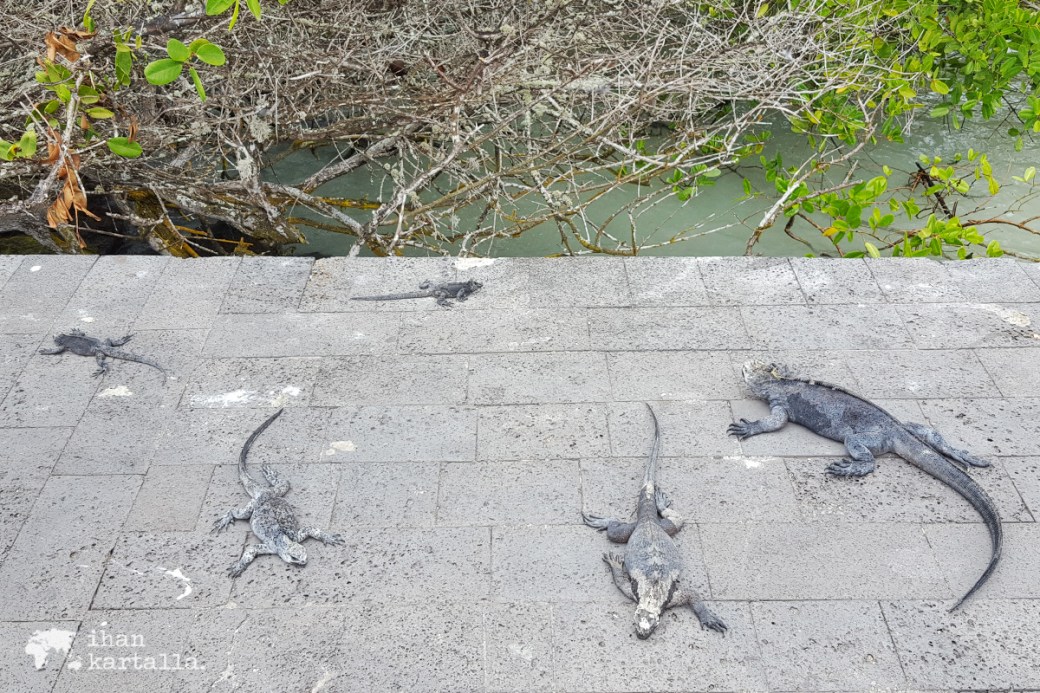 7-9-galapagos-puerto-ayora-iguanas