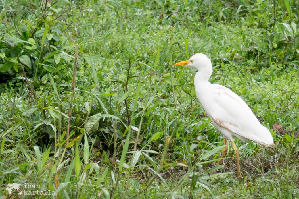 7-9-galapagos-rancho-primicias-bird