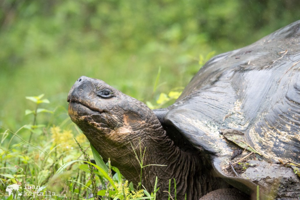 7-9-galapagos-rancho-primicias-tortoise
