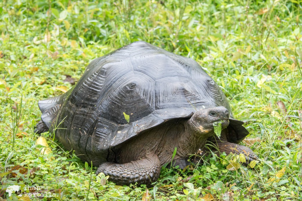 7-9-galapagos-rancho-primicias-tortoise2