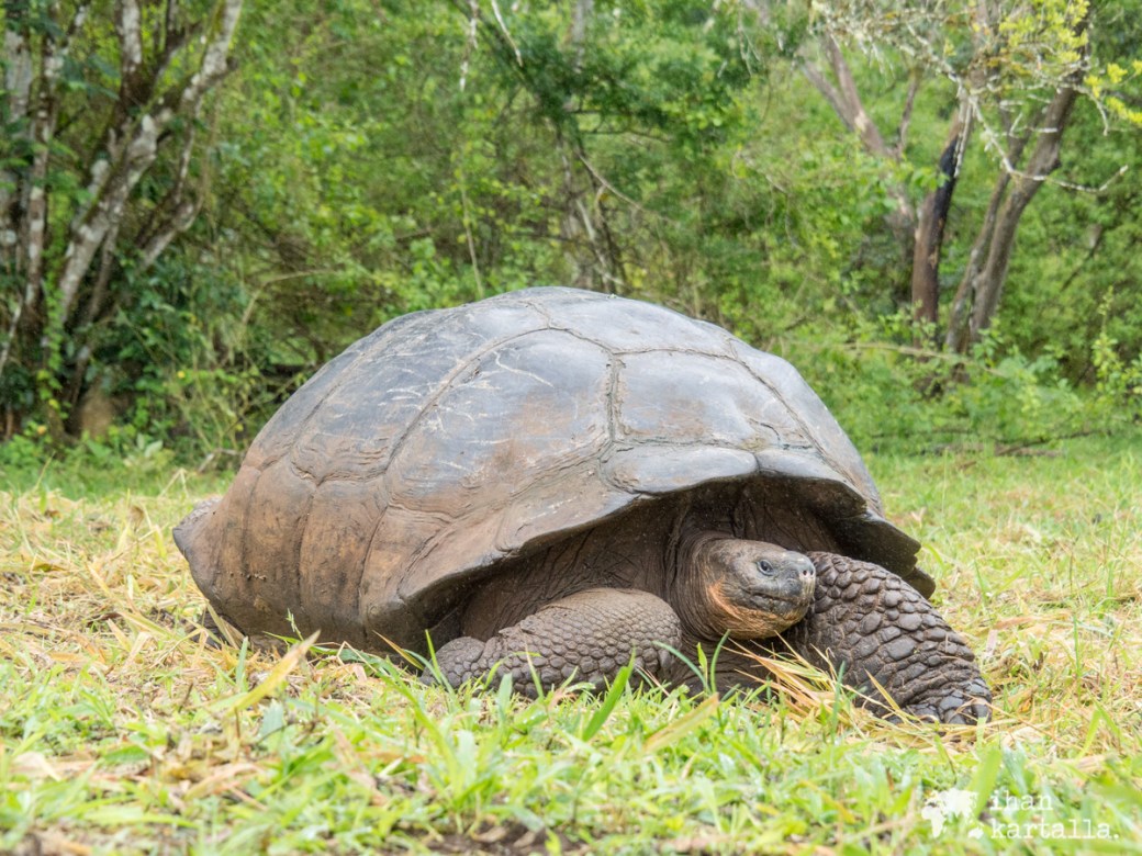 7-9-galapagos-rancho-primicias-tortoise4