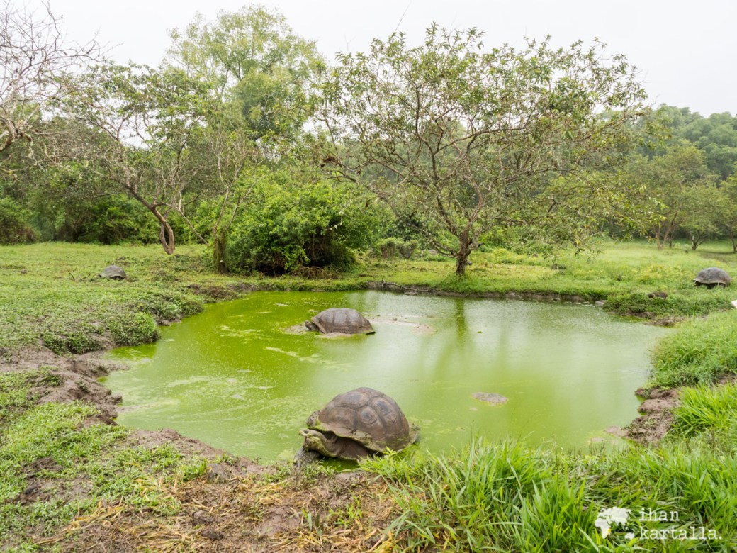 7-9-galapagos-rancho-primicias-tortoises