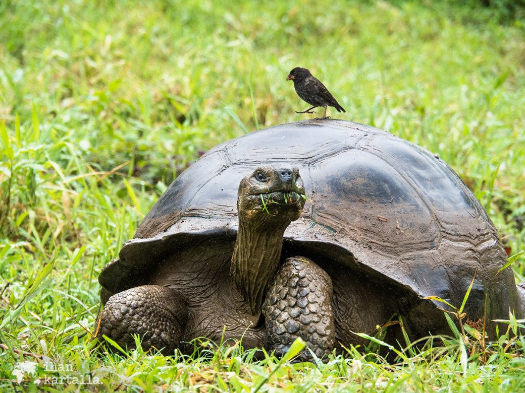 7-9-galapagos-rancho-primicias