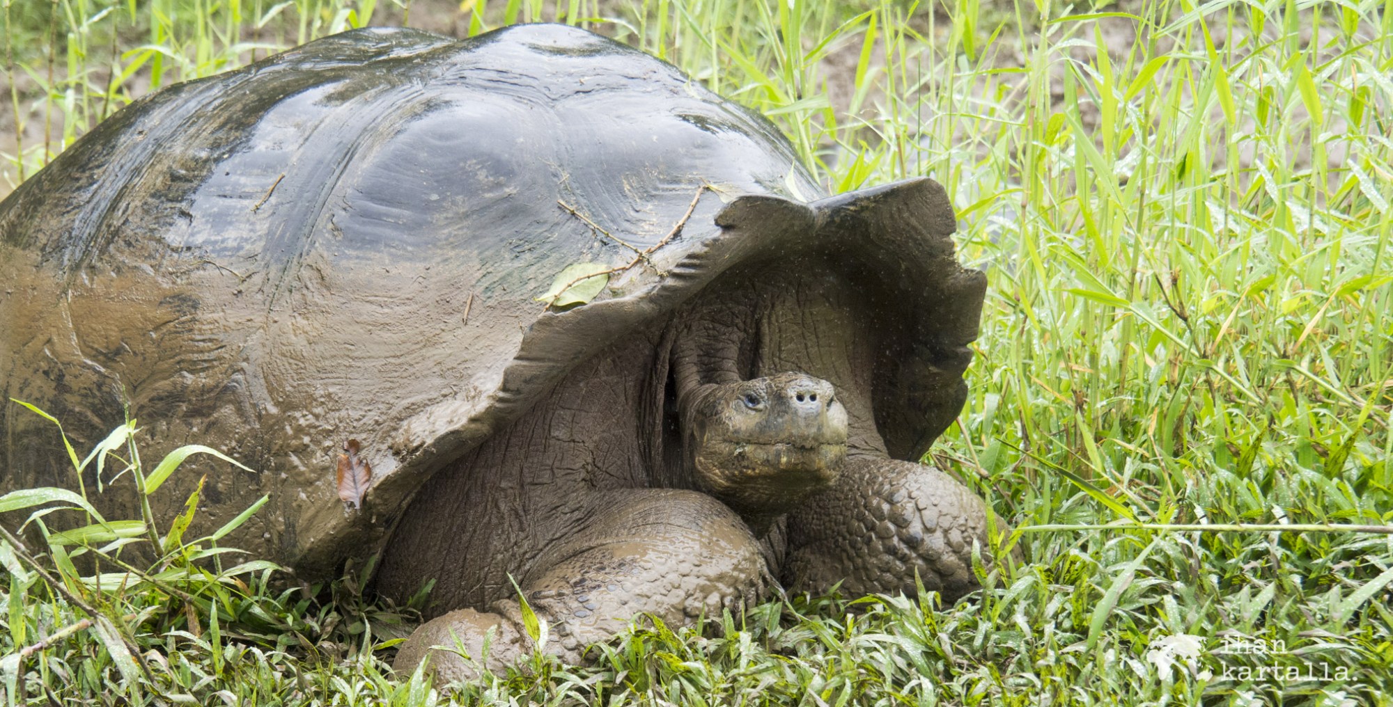 jättiläiskilpikonna rancho primicias galapagosssaaret