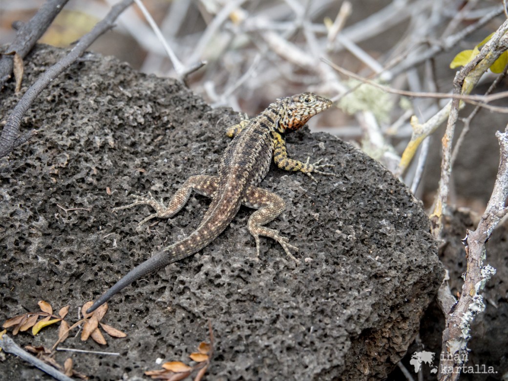 7-9-galapagos-to-tortuga-bay-lizard