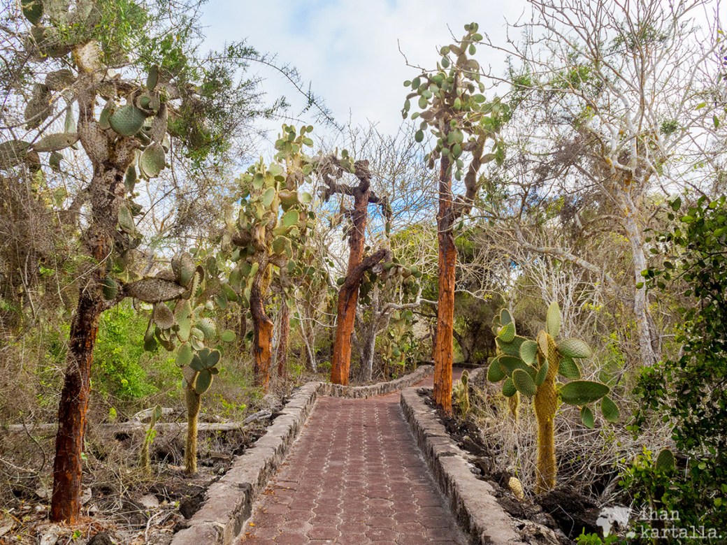 7-9-galapagos-to-tortuga-bay