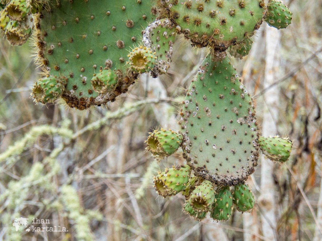 7-9-galapagos-tortuga-bay-cactus