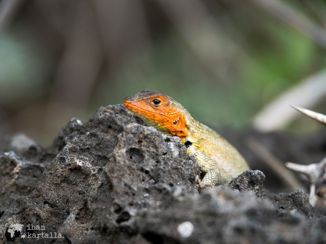 7-9-galapagos-tortuga-bay-lava-lizard