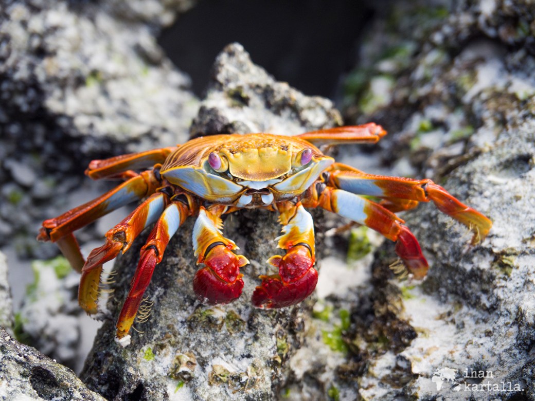 7-9-galapagos-tortuga-bay-sally-lightfoot-crab
