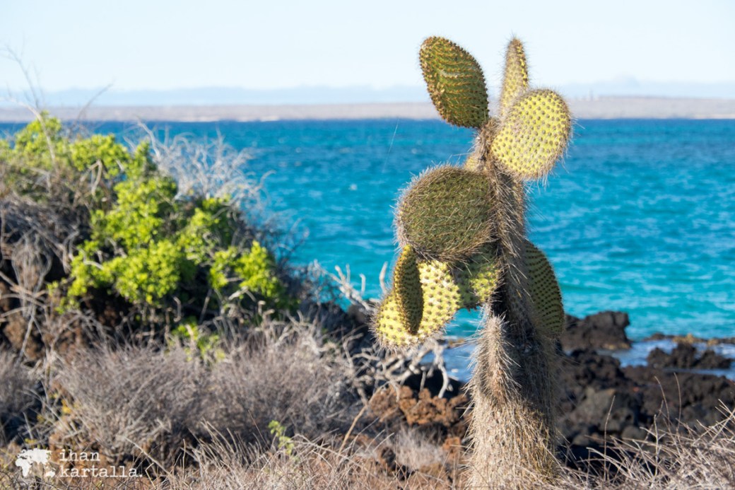 8-9-galapagos-santa-cruz-bachas-beach-cactus