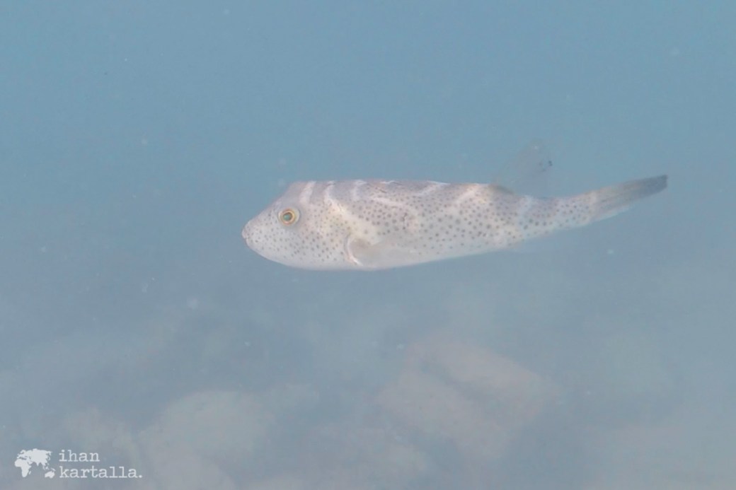 8-9-galapagos-santa-cruz-bachas-beach-snorkeling2