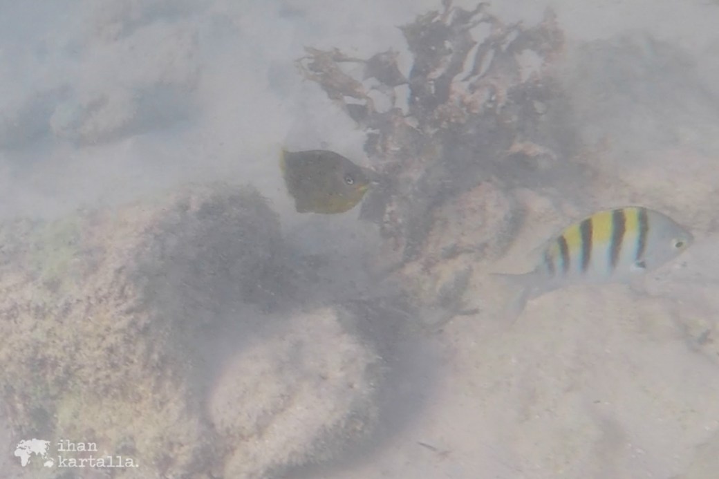 8-9-galapagos-santa-cruz-bachas-beach-snorkeling3