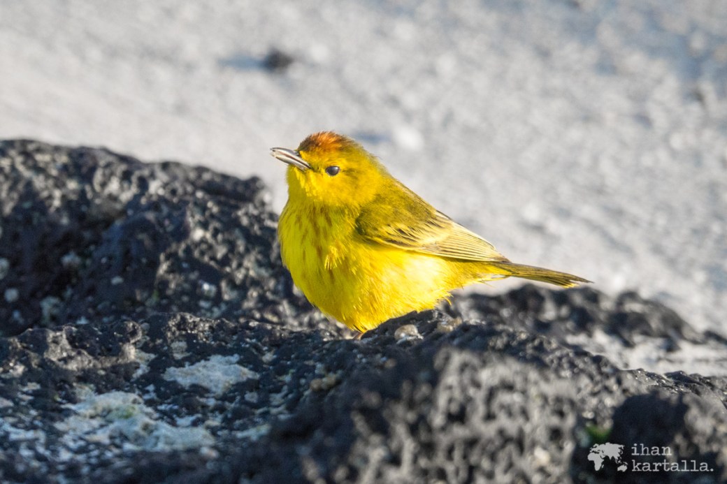 8-9-galapagos-santa-cruz-bachas-finch