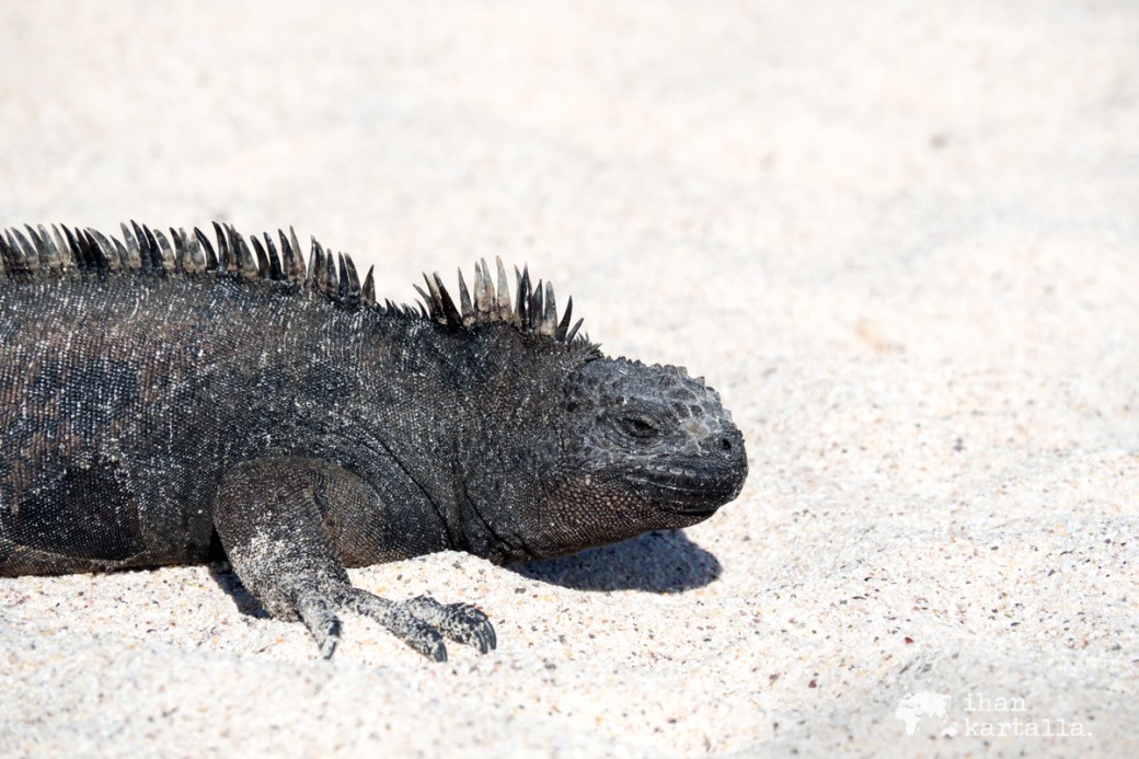 8-9-galapagos-santa-cruz-bachas-iguana