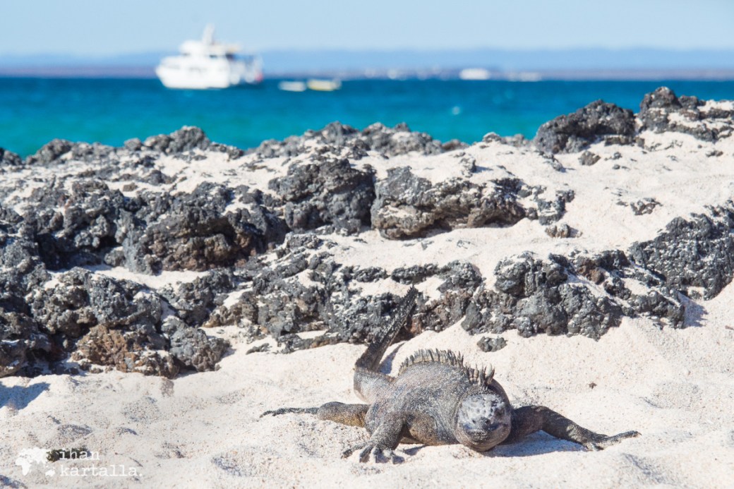 8-9-galapagos-santa-cruz-bachas-iguana2